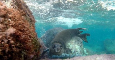 Akdeniz Foku İlk Kez Bu Kadar Net Görüldü