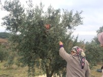 ERKEN UYARI SİSTEMİ - Bilecik'te Zeytin Hasadı Devam Ediyor