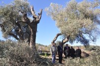 GÖKAY ÖZKAN - Tarihi Zeytin Ağaçlarının Taşınmasını Yerinde İncelediler