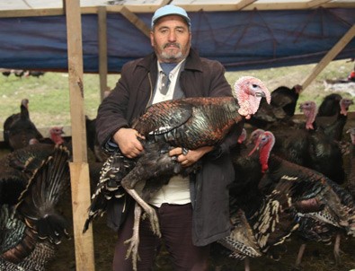 Yılbaşı hindileri satışa sunuldu