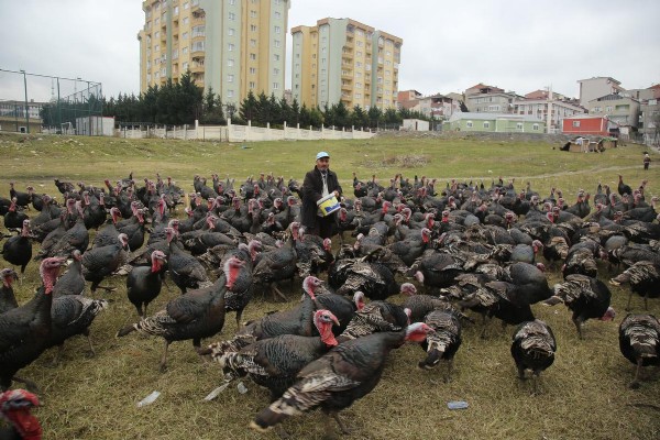 Yılbaşı hindileri satışa sunuldu