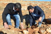 TAŞBURUN - Elbistan'da 500 Bin Fidan Dikildi