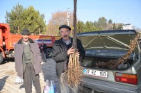 Hanönü'de Çiftçilere 5 Liraya Ceviz Fidanı Dağıtıldı