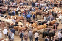 Kastamonu'da 223 Hayvan Tüberkülozdan İtlaf Edildi