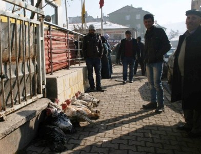 Yılbaşı Hindileri Satışa Çıktı