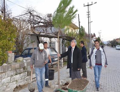 Dalaman’da Cadde Kenarlarına 5 Bin Fidan Dikiliyor