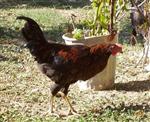 GIDA KODEKSİ - Ambalajsız Tavuk Satışına Yasak Geliyor