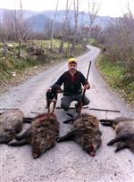 OKÇULAR - Avcılar, Şehir Merkezine Yaklaşan Domuzları Etkisiz Hale Getirdi