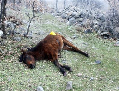 Yılkı Atlarını Tüfekle Öldüren Kişi Yakalandı