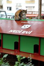 Karşıyaka'da Kedilere ‘kalıcı’ Yuva