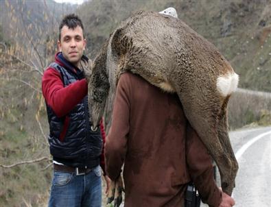 (özel Haber) Karacayı Köpeklerden Vatandaşlar Kurtardı