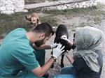 SOKAK KÖPEĞİ - Barınakta Günde 20 Hayvan Tedavi Ediliyor
