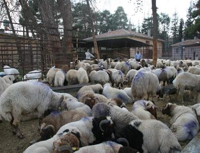 Kilis’te Küçükbaş Hayvan Sayısı Fazla