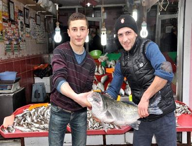 15 Kiloluk Levrek Balığı Şaşırttı