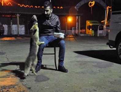 Bu Lokantanın Müdavimleri Arasında Tilki De Var