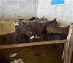 AT ETİ - Adana'da 'at ve Eşek Eti'Operasyonu