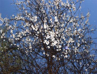 Yalancı Bahara Aldanan Meyve Ağaçları Çiçek Açtı