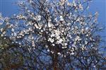 Yalancı Bahara Aldanan Meyve Ağaçları Çiçek Açtı