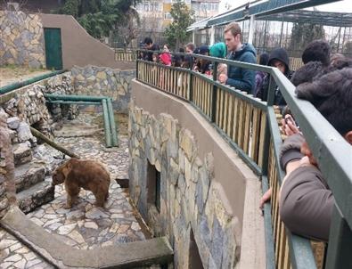 İzciler Hayvanat Bahçesini Ziyaret Etti