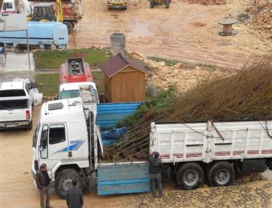 Mardin Artuklu Üniversitesi’ne Ağaç Desteği