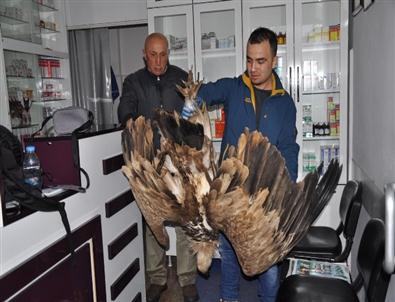 Zehirlenen Akbaba Tedavi Edildi