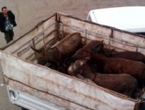 KıRŞEHIR EMNIYET MÜDÜRLÜĞÜ - Eşekleri kesmeye götürürken yakalandılar!