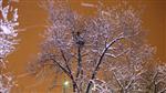 İTFAİYE MERDİVENİ - Kar Yağışı Altında Ağaç Tepesinde İntihar Girişimi