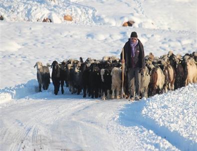 Küçükbaş Hayvanların Karla İmtihanı