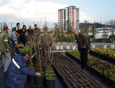 Muhteşem Sakuralar Yenişehir’i Süsleyecek
