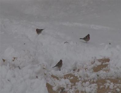 Karda Aç Kalan Hayvanlara 2 Ton Yem Bırakıldı