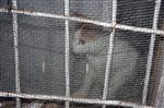 HAYVANLARI KORUMA DERNEĞİ - 15 Gün Boyunca Evde Aç Kalan Kedi Operasyonla Kurtarıldı