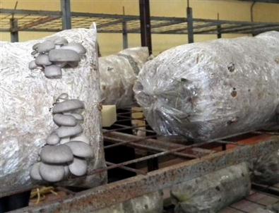 Didim’de İstiridye Mantarı Üretimine Başlandı