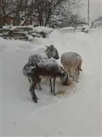 DUMANLı  - Buz Tutan Eşeklere Muhtarlık Sahip Çıktı