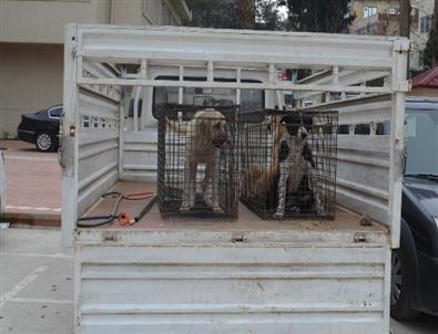 Kırıkhan’daki Başıboş Köpekler Barınağa Götürüldü