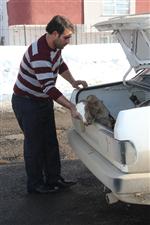 TRAFİK SİGORTASI - (özel Haber) Hasta Buzağı Trafik Cezası Kurbanı Oldu