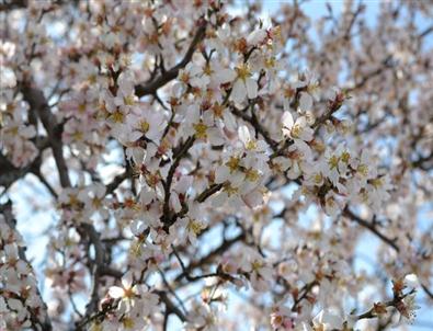Edirne'de Yalancı Baharda Badem Ağaçları Çiçek Açtı