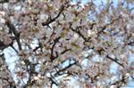 BAHAR HAVASI - Edirne'de Yalancı Baharda Badem Ağaçları Çiçek Açtı