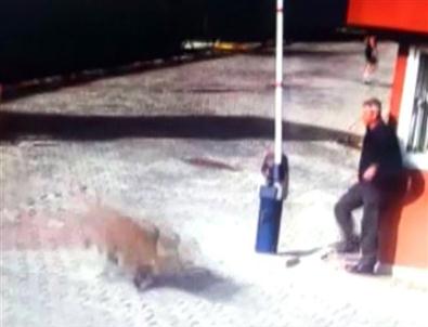 Lüks Siteyi Domuz Sürüsü Bastı