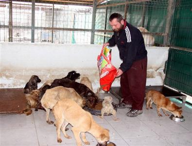(özel Haber) Bursa'da Ölü Bulunan Köpeklerde Zehre Rastlanmadı