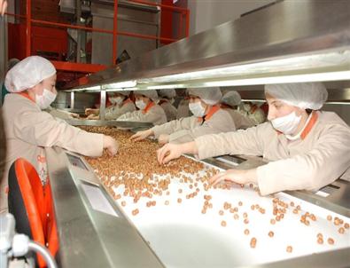 Fındık Sektöründe Acı Tablo