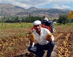 Patates Üretimi 1 Milyon Tona Ulaştı