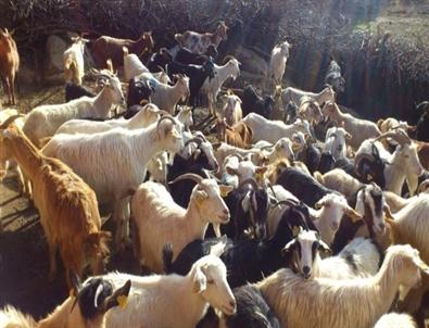 Burhaniye’de Koyun ve Keçilere Sayım