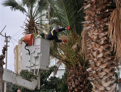 Tellere Temas Eden Ağaçlar Elektrikleri Kesti