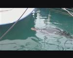 CARETTA CARETTA - Fethiye Limanında Akdeniz Foku Görüldü