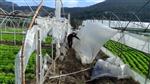 DARMADAĞıN - (özel Haber) Seraları Uçuran Lodos Yüzlerce Çiftçiyi Mağdur Etti