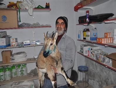 Dağ Keçisini Vaşağın Saldırısından Vatandaşlar Kurtardı