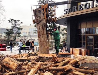 CHP'li Şişli Belediyesi'ndan ağaç katliamı