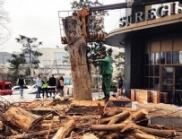 AĞAÇ KESİMİ - CHP'li Şişli Belediyesi'ndan ağaç katliamı