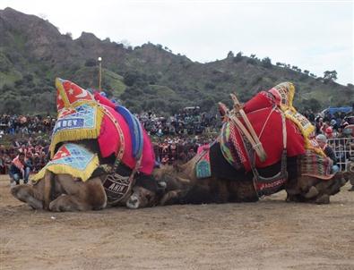 Pehlivan Develer Köşk Arenasında Boy Gösterdi