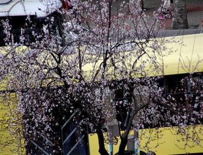 Yalancı Bahara Aldanan Ağaçlar Çiçek Açtı